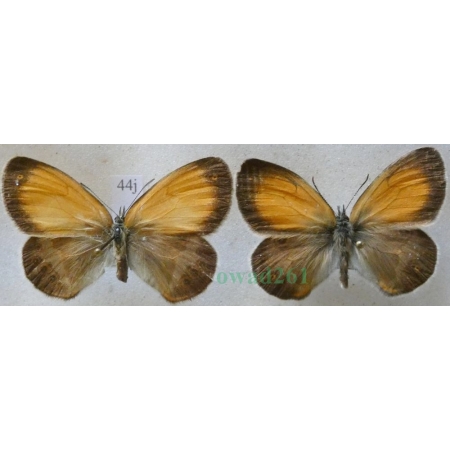Coenonympha arcania Linnaeus, 1761 pair Strzępotek perełkowiec Czech44j